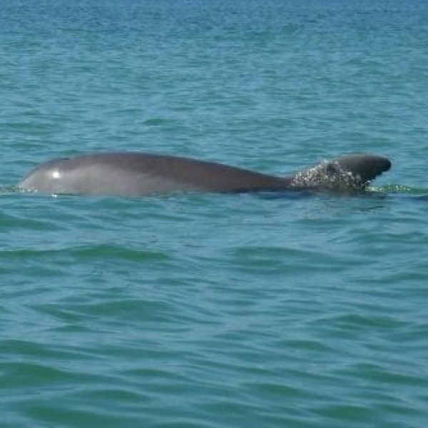 Dolphin