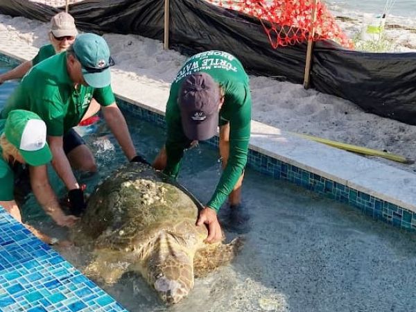 Turtle Watch rescues sea turtle from swimming pool