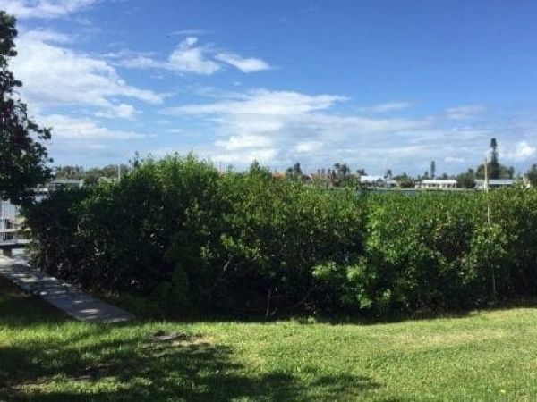 Holmes Beach mangroves
