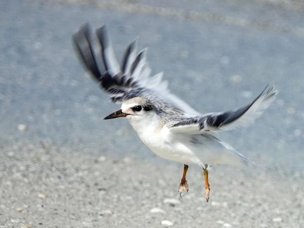 First least tern chick takes flight