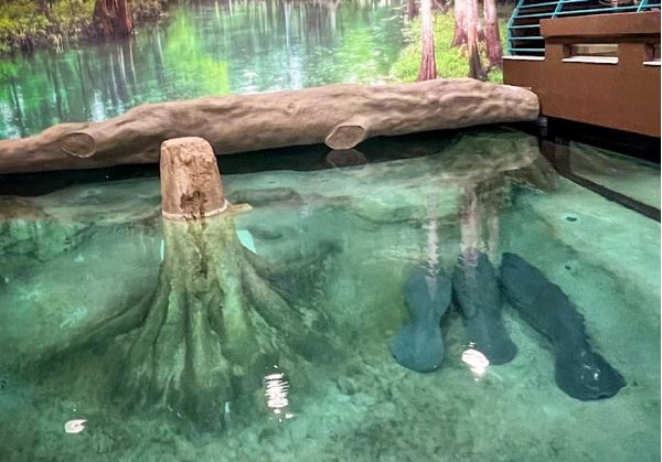 Three young manatees rehabbing at Bishop Museum