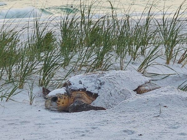 Sea turtle nesting season comes to an end