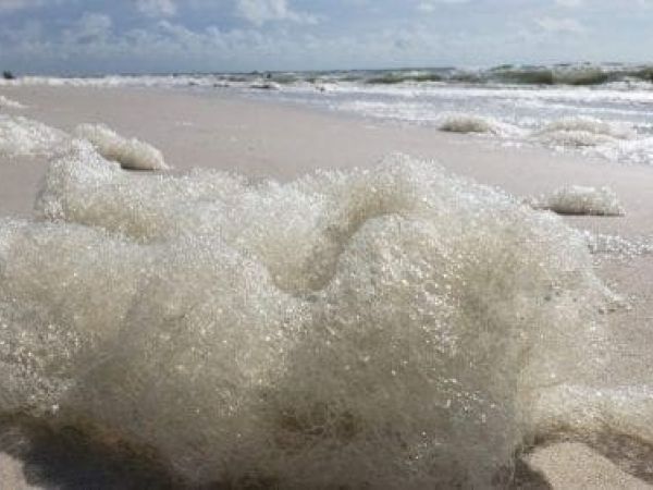 Red tide foam
