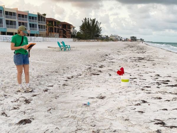 Sea turtle false crawls on the rise