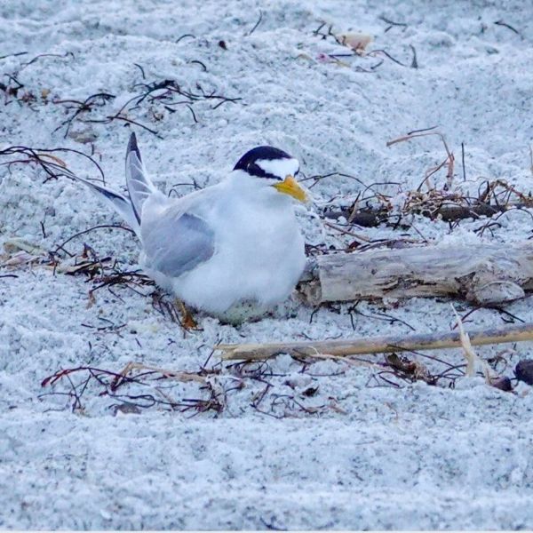 Least tern colony thriving on beach