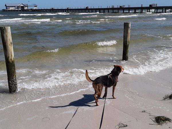 Dogs on beaches concern city officials
