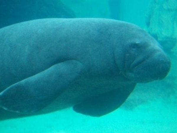 Manatee
