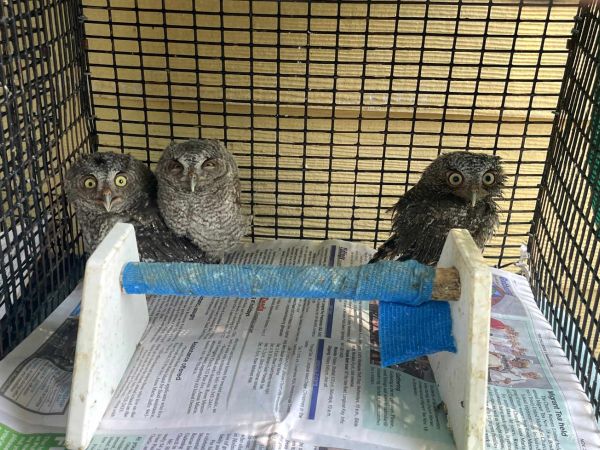 Birdie for the Birdies tournament to benefit Wildlife Inc.