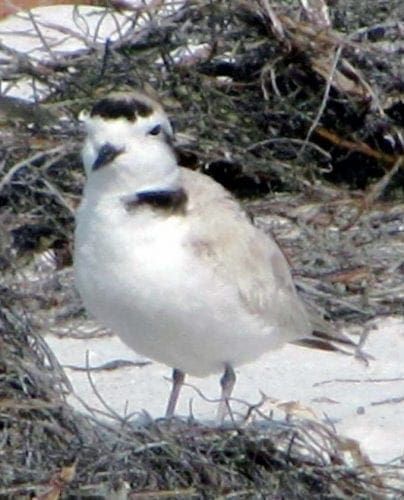 snowy plover