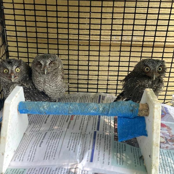 Birdie for the Birdies tournament to benefit Wildlife Inc.