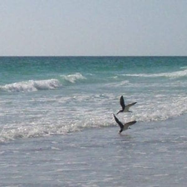 Black skimmers