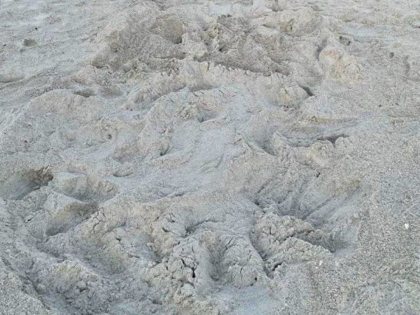 First turtle nest of season found early on AMI
