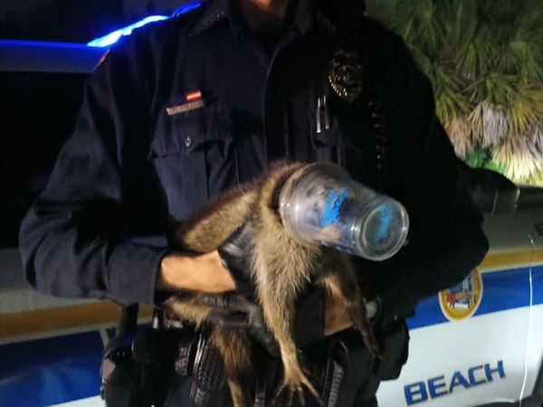 Woman hospitalized following raccoon attack