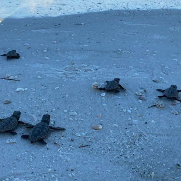 Hurricane ends turtle season early