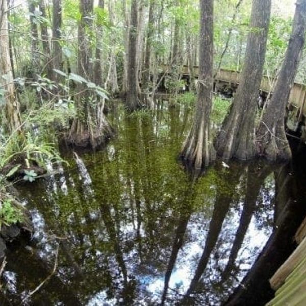 Florida Everglades
