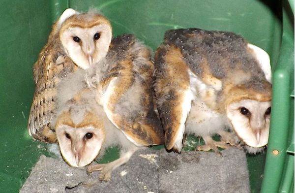 Holmes Beach assists Wildlife Inc.