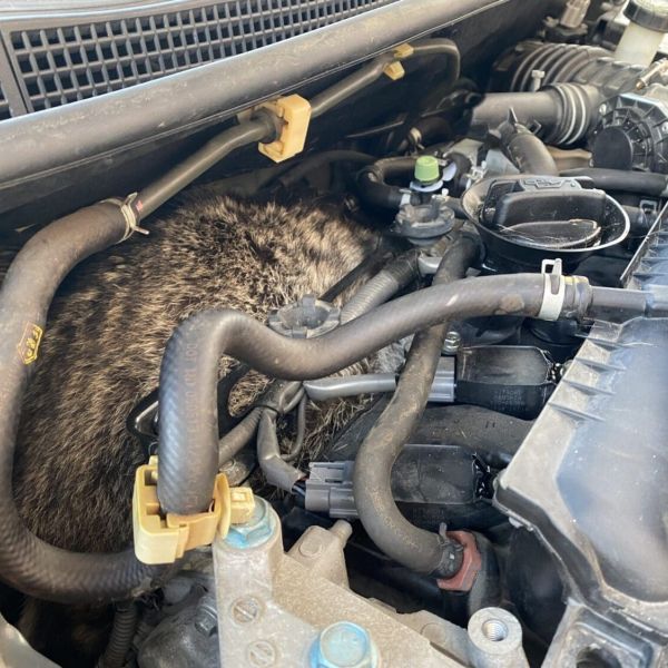 Raccoon rescued from engine compartment