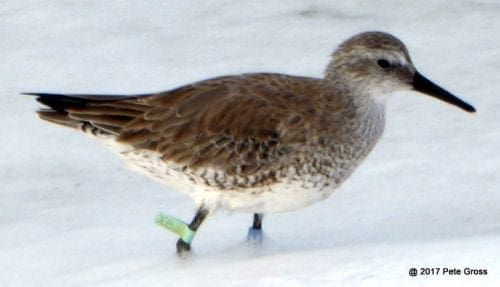 Red knot