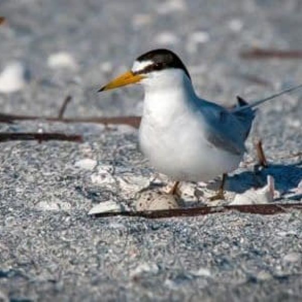Reel Time: For the Birds