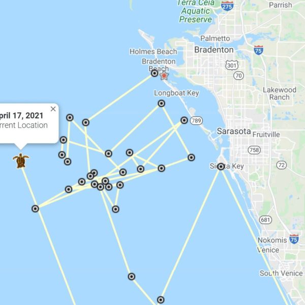 Turtle trackers predict Bortie&rsquo;s return