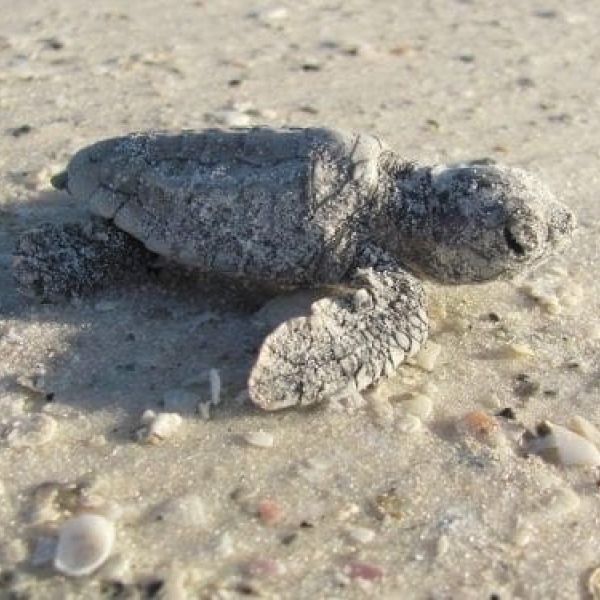 Loggerhead hatchling