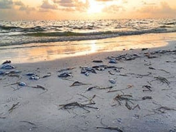 Red tide