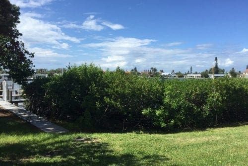 Holmes Beach mangroves