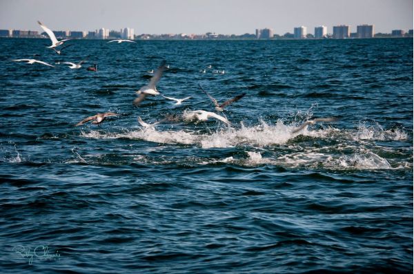 Reel Time: The magic of seabirds