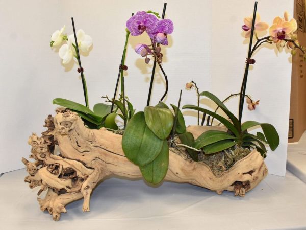 AMI Garden Club hosts Paradise Found flower show