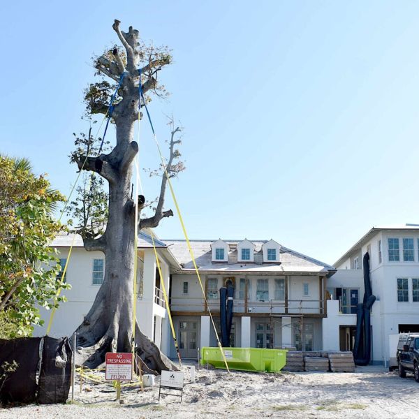 Kapok tree removed due to weather impacts