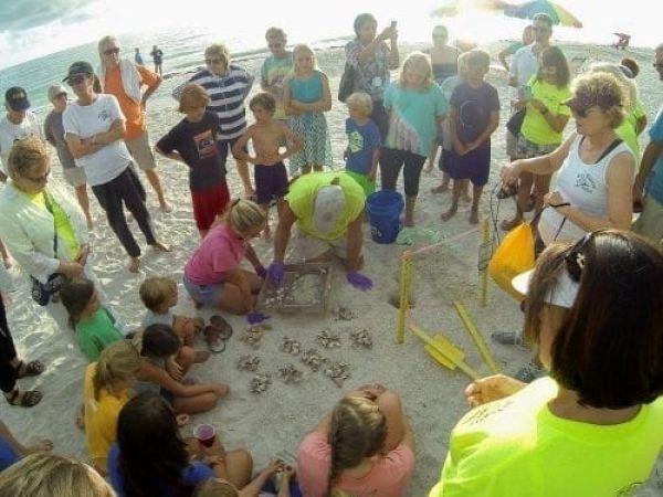 Turtle nest excavation