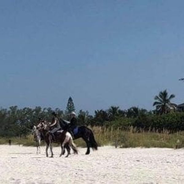 Horses not allowed on Gulf beaches