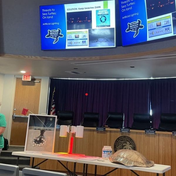 Turtle Tracks and Shorebird Facts presentations on Mondays