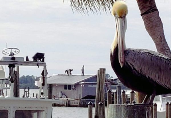 Net camp reroofed as suit planned to stop demolition