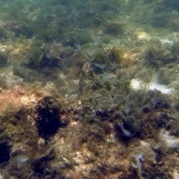 Trigger fish