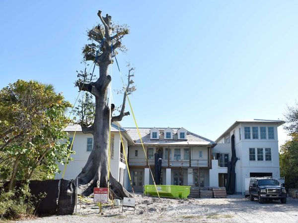 Kapok tree relocated to Anna Maria
