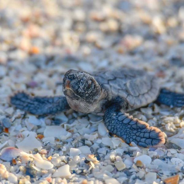 Sea turtles break nesting record