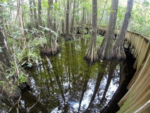Florida Everglades
