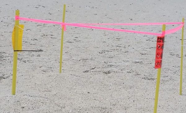 Holiday beachgoers disturb turtle nests