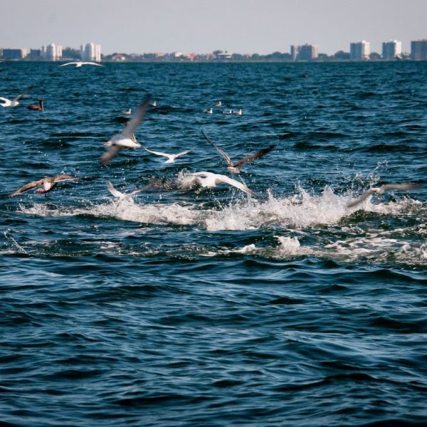 Reel Time: The magic of seabirds