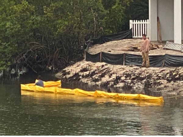 Mangroves removed before protective barrier installed