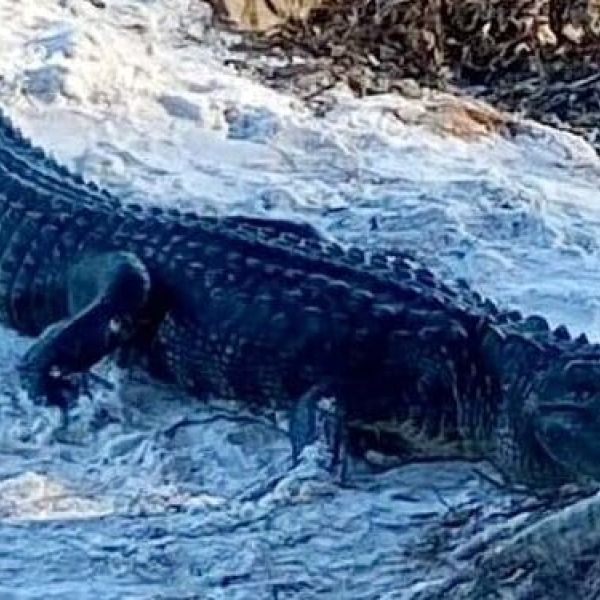 Injured gator captured near Rod and Reel Pier