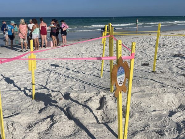 Sea turtle nesting season begins