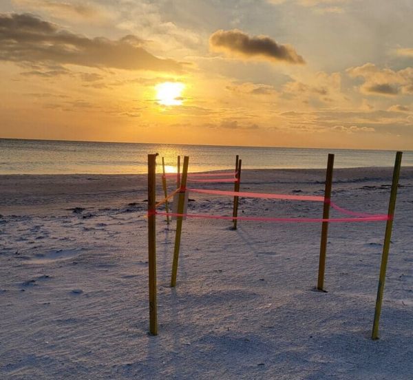 Turtle Watch marked nests with GPS before Debby