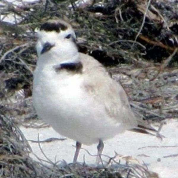 snowy plover