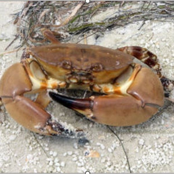 Stone crab harvesting begins this week