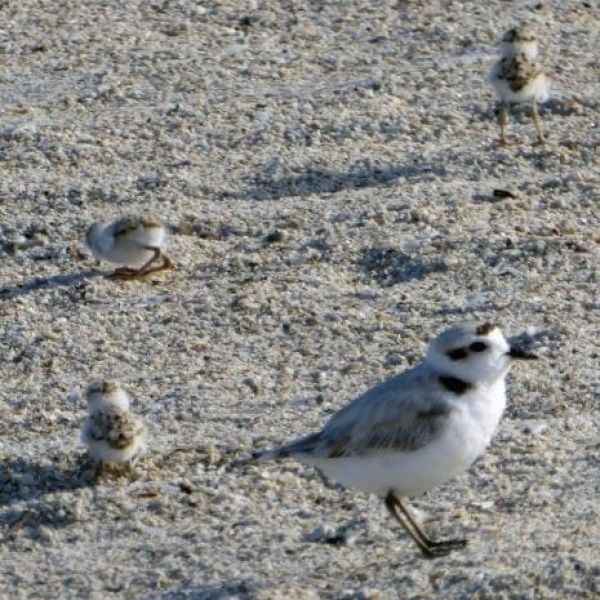 bird harassment snowy plover