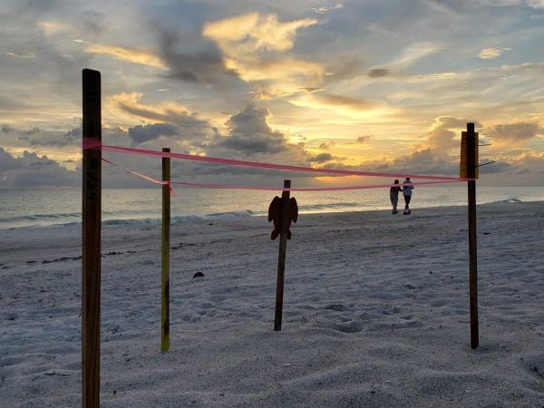 Sea turtle nesting season is on