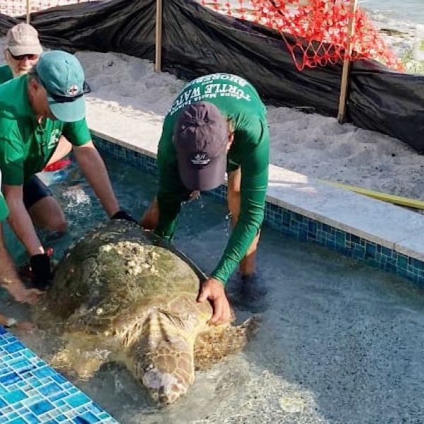 Turtle Watch rescues sea turtle from swimming pool