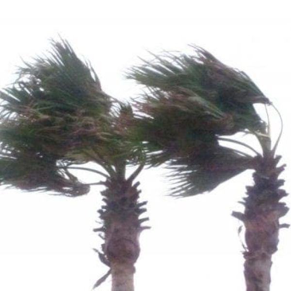 Storm palms